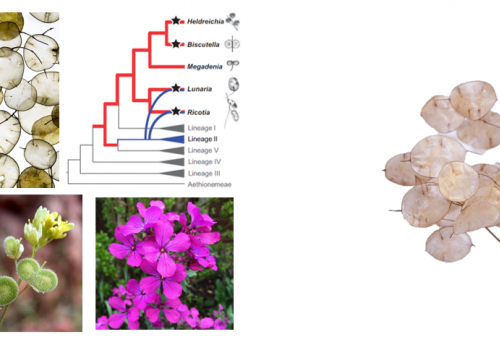 Scientists Reconstructed the Puzzling Evolutionary History of a Plant Lineage