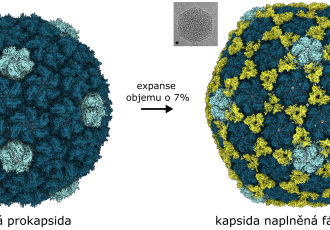 Struktura procapsidy a kapsidy fága JBD30 vyřešená pomocí kryo-elektronové mikroskopie.png